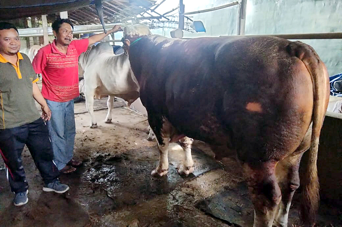 JAGA KESEHATAN: Seorang peternak di Kabupaten Blora merawat sapi yang hendak dijadikan hewan kurban.