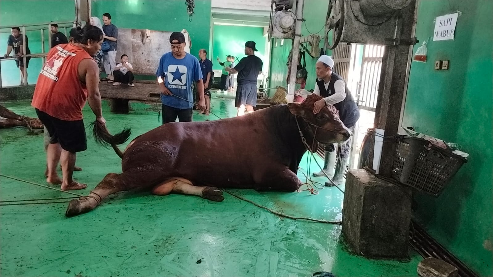 DISEMBELIH: Sapi sumbangan Presiden Prabowo Subianto saat disembelih di RPH Getasrejo, Grobogan.