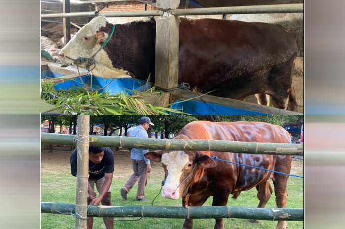 HEWAN KURBAN PEJABAT: sapi kurban milik Presiden Prabowo Subianto (atas) sapi kurban milik Mensesneg Prasetyo Hadi (bawah)