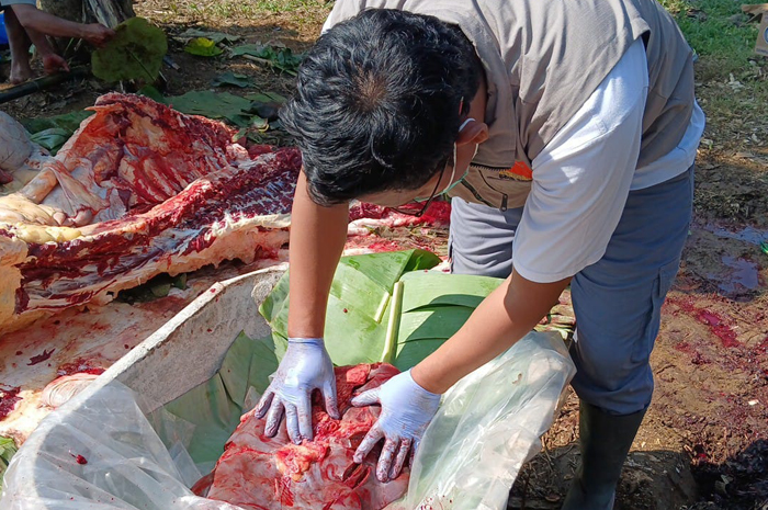 SEHAT: Petugas dari Dispertan Pati mengecek hati sapi kurban milik Presiden Prabowo Subianto yang di sembe lih di Desa Watesaji, Pucakwangi, Pati, kemarin pagi.