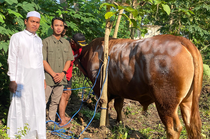 SAPI KURBAN: Gus Subhan Ali (baju putih) menunjukkan sapi kurban pemberian Presiden Prabowo Subianto.