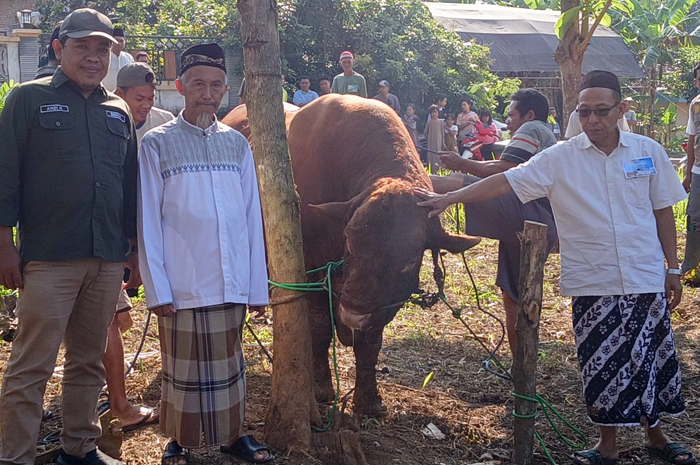 Persiapan sebelum penyembelihan sapi kurban milik Presiden Prabowo Subianto di Desa Watesaji pagi kemarin.