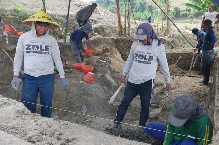 BALUNG BUTO: Eksplorasi fosil gajah purba Elephas yang dilakukan oleh sejumlah tim yang berkolaborasi seperti YDBL, CPAS, PR ALMBB BRIN, dan lainnya di Situs Patiayam, Desa Terban, Jekulo, Kudus.