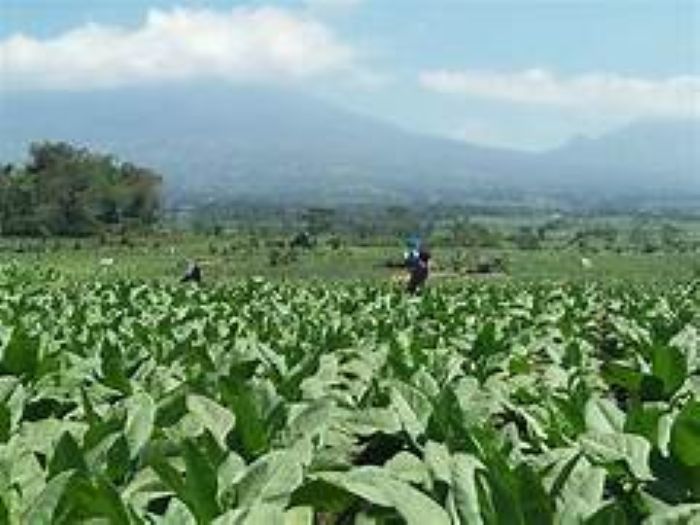 Perkebunan Tembakau Temanggung, Jawa Tengah