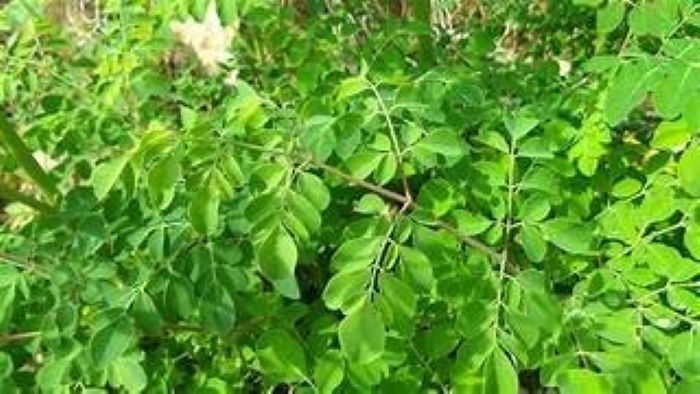 Daun Kelor dengan segudang manfaatnya