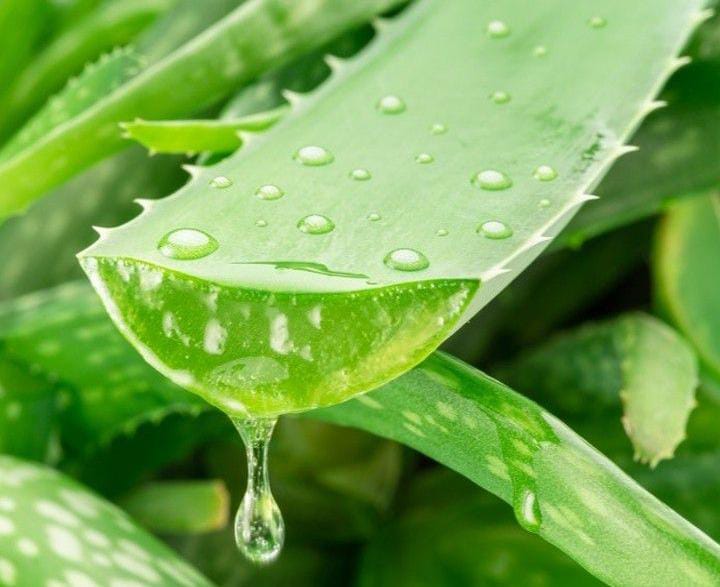 Tanaman lidah buaya atau Aloe Vera