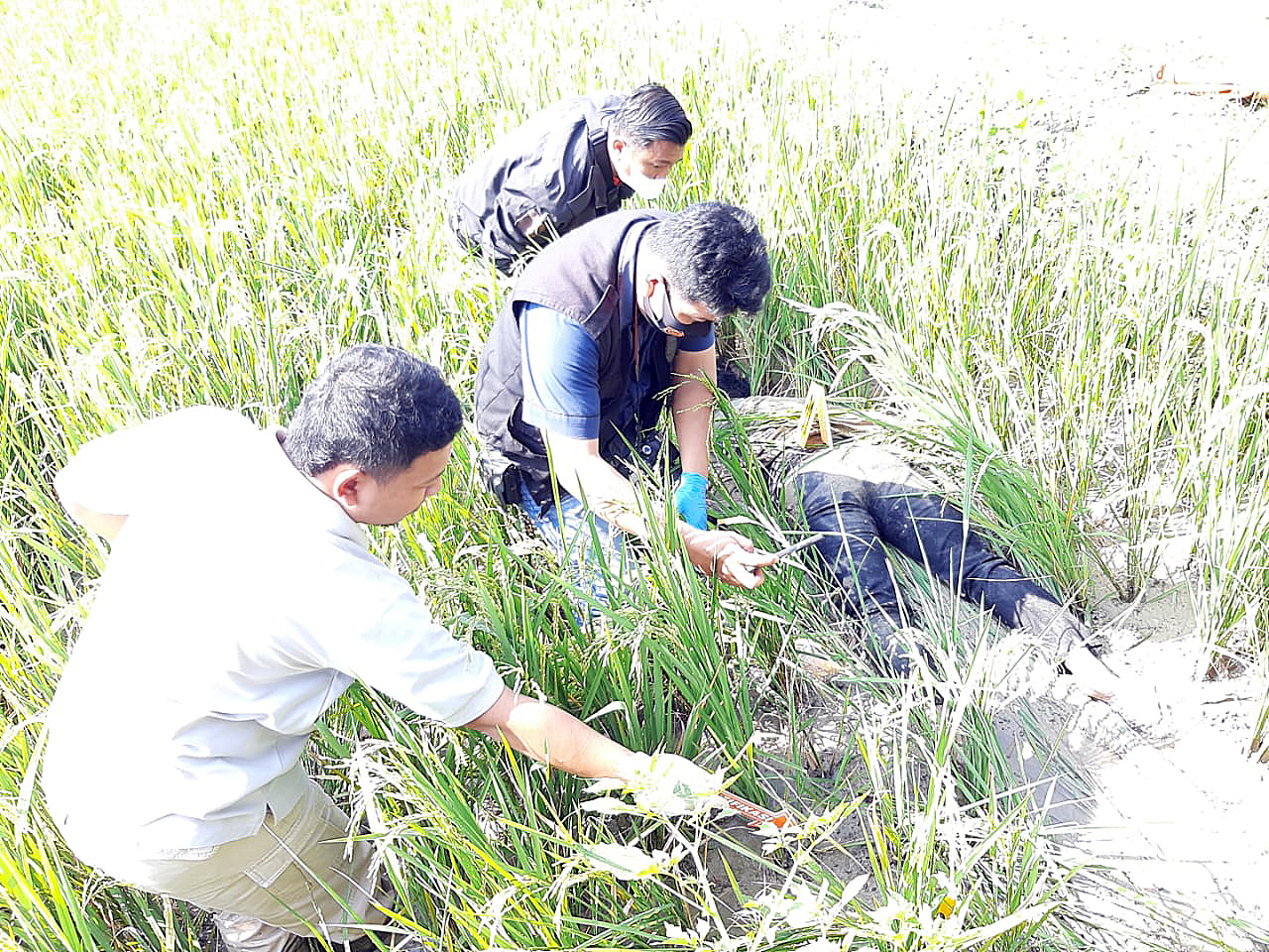 Penemuan mayat sesosok perempuan di area persawahan