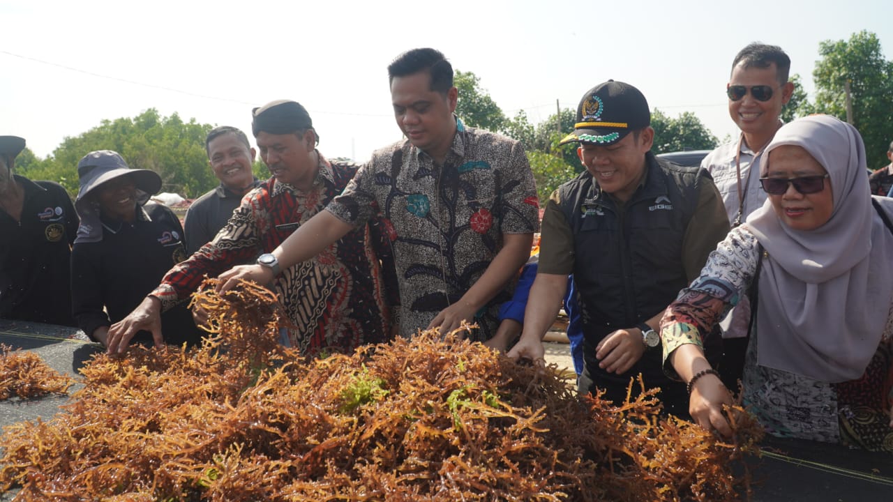 Bupati Jepara Witiarso Utomo, Ketua DPRD Agus Sutisna dan Kelompok Pembudidaya Ikan (Pokdakan) Jaya Samudera Bondo memanen rumput laut jenis Cottonii di kawasan pesisir Bondo Kecamatan Bangsri.