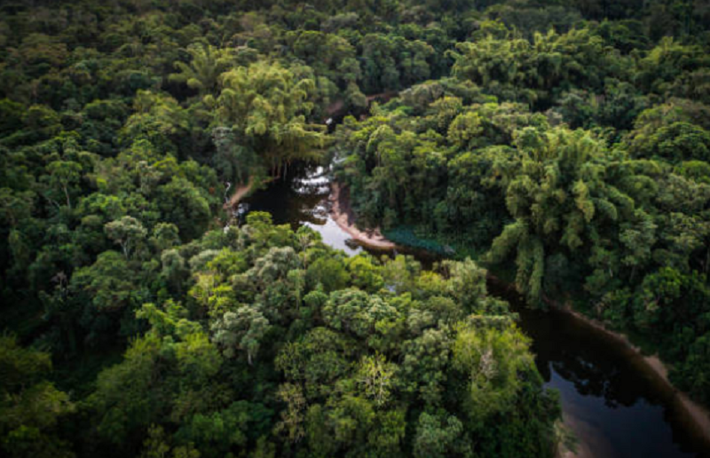 Hutan Amazon