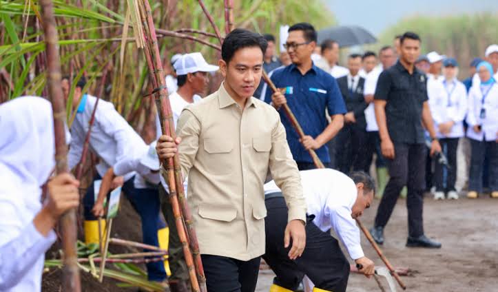 Wapres Gibran tinjau  panen raya tebu, di bayuwangi