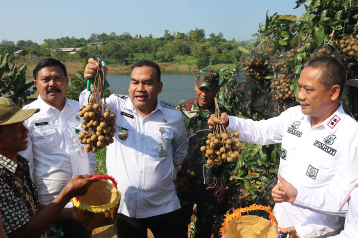 APRESIASI: Bupati Blora Arief Rohman saat ikut memanen kelengkeng di kawasan sempadan Waduk Greneng, Kecamatan Tunjungan.