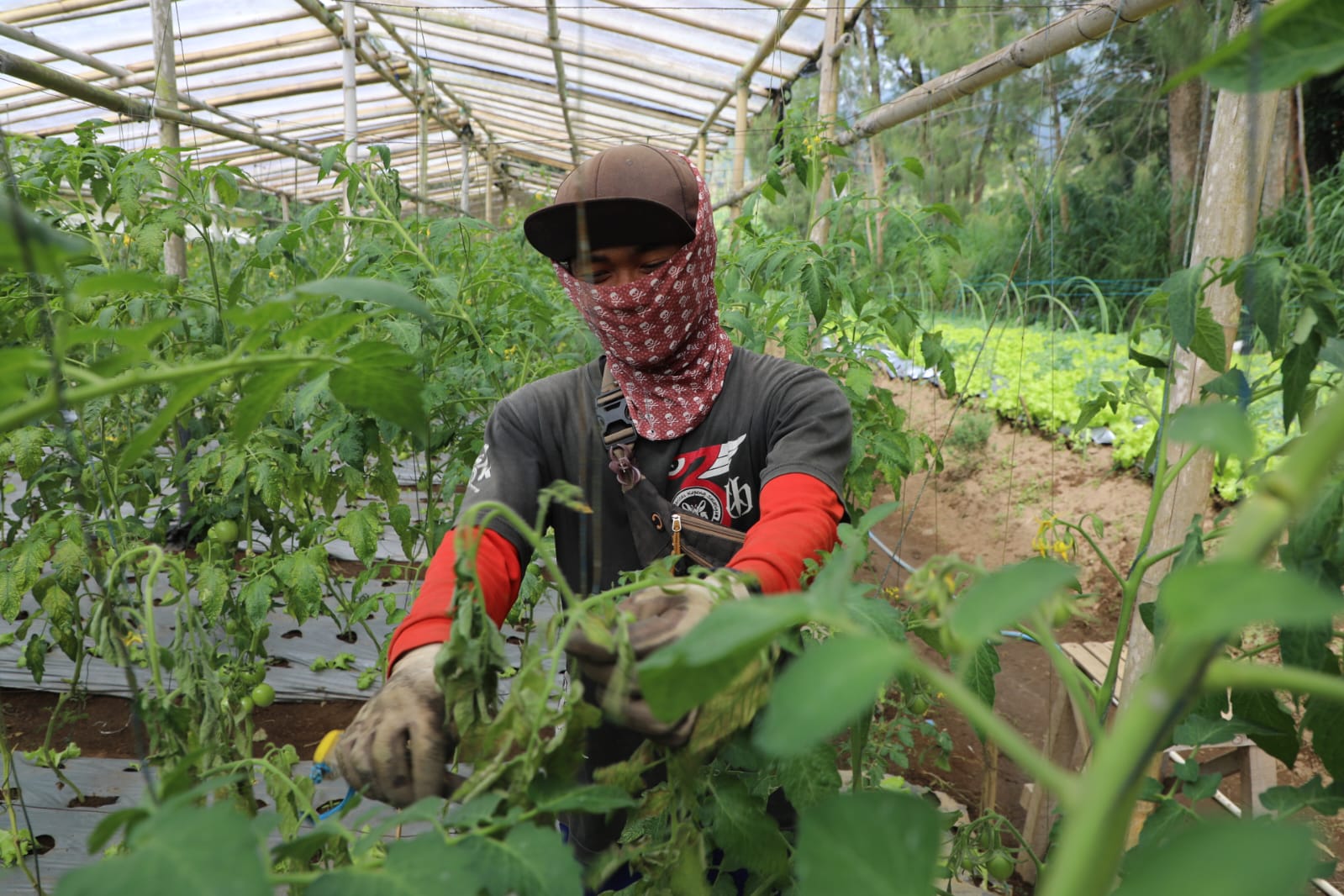Pemilik Sayur Organik Merbabu (SOM) Shofyan Adi Cahyono satu di antaranya. Dia yang baru berusia 30 tahun, sukses mengembangkan pertanian ramah lingkungan di Kopeng, Kabupaten Semarang