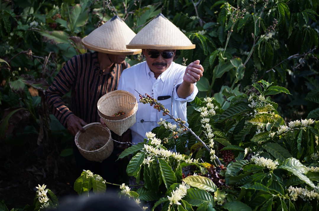 PANEN: Warga memetik kopi di kebun kopi Bukit Guyangan Desa Japan, Kecamatan Dawe Kabupaten Kudus, tahun lalu. (ANDIKA TRISNA SAPUTRA/RADAR KUDUS)