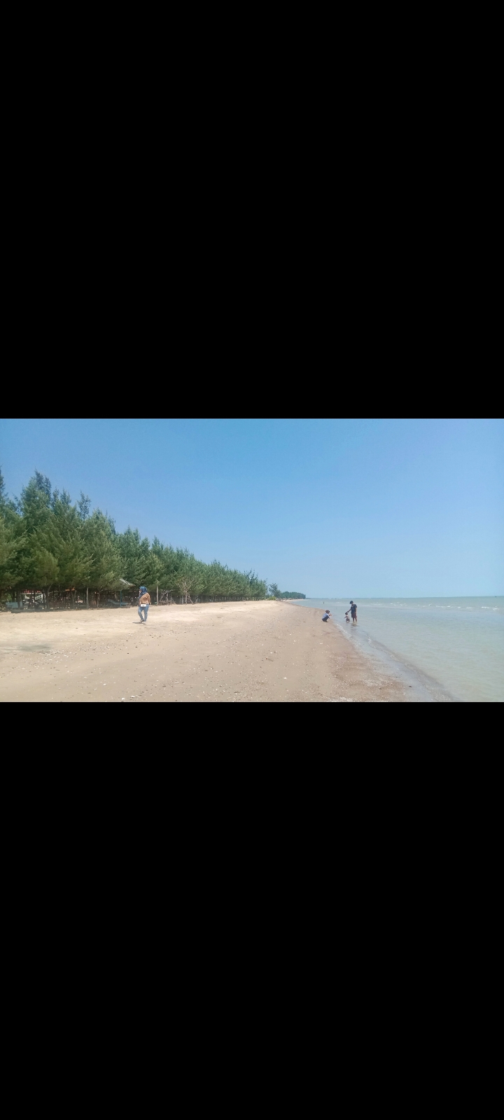 Pantai Indag Layur, Desa Gedongmulyo, Lasem, Rembang dengan deretan pohon cemara pantai.