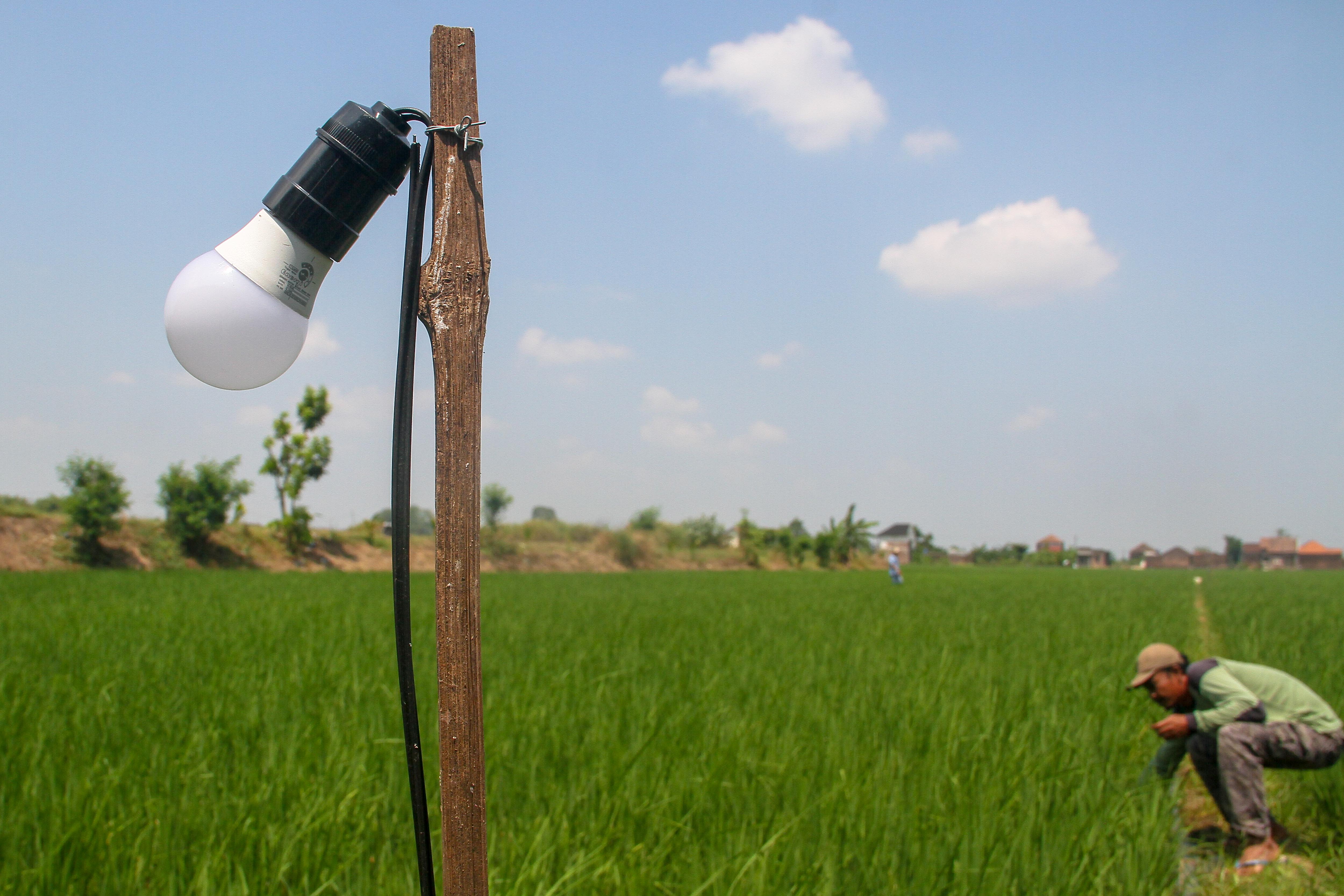 WAS-WAS: Petani mengecek instalasi listrik pencegah hama di area persawan Desa Banget.