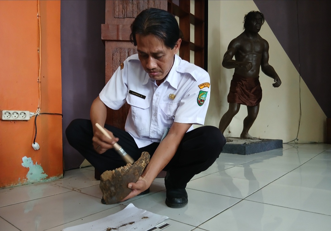 AKTIF: Pengelola Rumah Artefak sekaligus Petugas Cagar Budaya Dinporabudpar Blora, Lukman Wijayanto saat membersihkan fosil berupa rahang kerbau purba hasil temuan di Desa Gondel, Kedungtuban