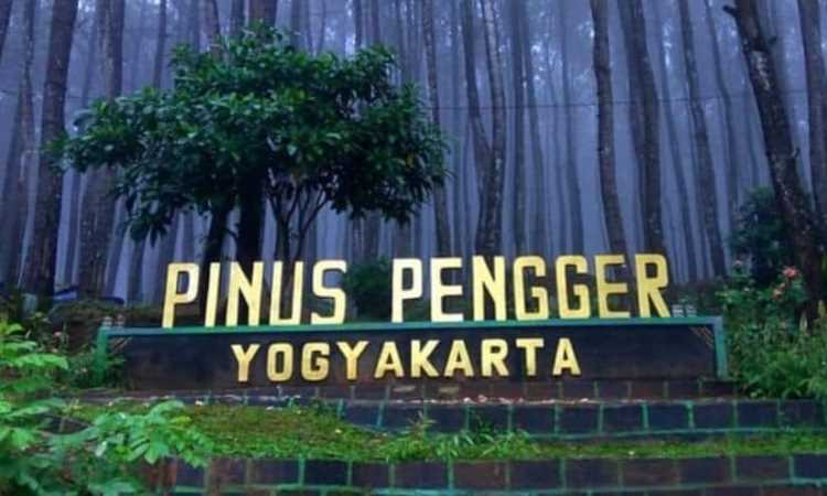 Hutan Pinus Pengger