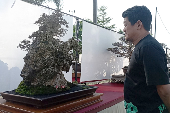 NIKMATI SENI HIDUP: Sekjen PPBI Jackson Budi Kurniawan mengamati salah satu bonsai pada Pameran dan Kontes Bonsai Nasional (Pamnas) bertajuk &rdquo;Java Master&rdquo; di Halaman Stadion Joyokusumo kemarin.