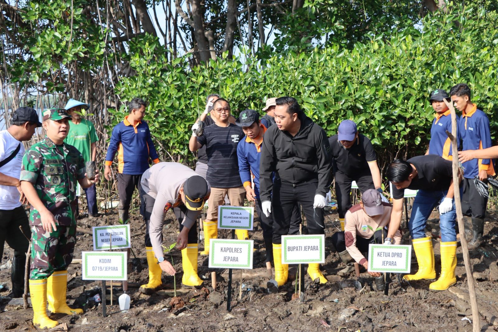 Aksi penanaman 1.000 bibit mangrove ini dilakukan oleh Bupati Jepara Witiarso Utomo, Kapolres Jepara AKBP Erick Budi Santoso, Dandim 0719/Jepara Letkol Arm Khoirul Cahyadi dan jajaran Forkompinda