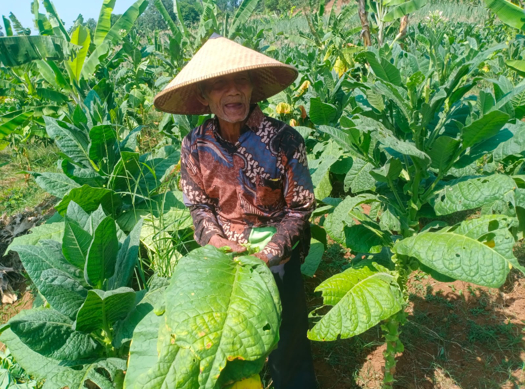 PANEN: Petani tembakau di Desa Menawan sedang memetik daun tembakau jenis kualitas jenis Srumpung kualitas premium (panen ke-3), Senin (15/9). (ANDIKA TRISNA SAPUTRA/RADAR KUDUS)