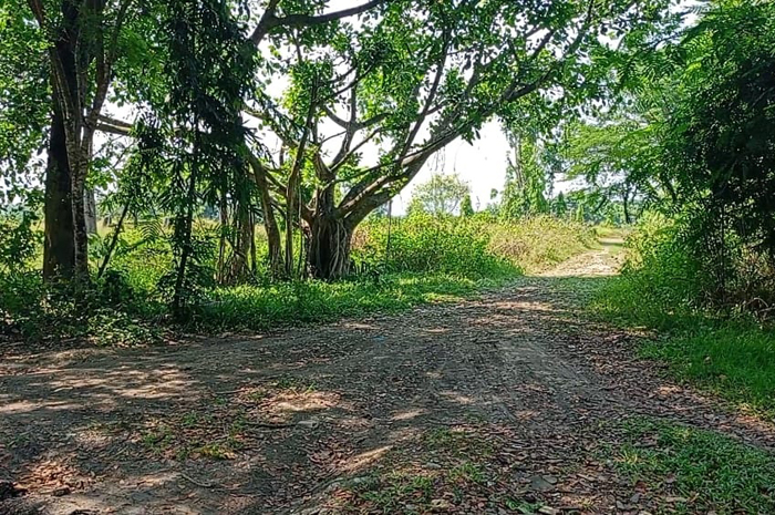 TAK TERAWAT: Hutan Kota Randublatung yang tak terawat, ditumbuhi rumput liar.