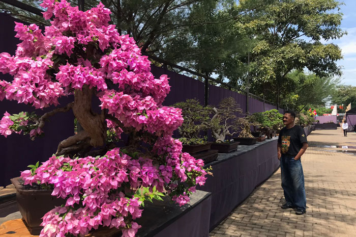 ESTETIK: Ketua panitia pameran bonsai Yohan Hadi Pras mengamati bonsai-bonsai yang dipajang untuk dinilai di Balai Jagong pada Rabu (22/10).