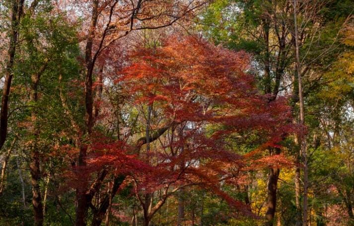 Potret hutan Seoul Forest