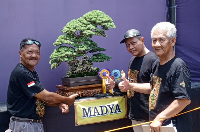 INDAH: Bonsai santigi milik Gunawan asal Kabupaten Rembang, Jateng, meraih gelar best in show di Kontes dan Pameran Bonsai Nasional Kudus 2025.