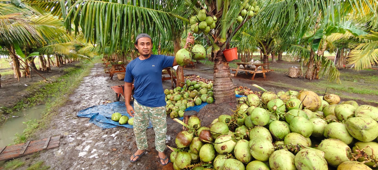 BANYAK STOK &ndash; Pemilik kebun kelapa Kukuh Dian Saputra warga Desa Wolo, Kecamatan Penawangan membuka wisata kebun kelapa minum degan langsung ambil dari pohonya.