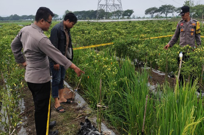 OLAH TKP: Anggota Polsek Penawangan melakukan olah TKP orang yang terkena setrum di sawah di Desa Winong, Kecamatan Penawangan.