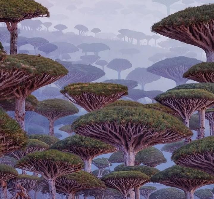 Keindahan pulau Socotra