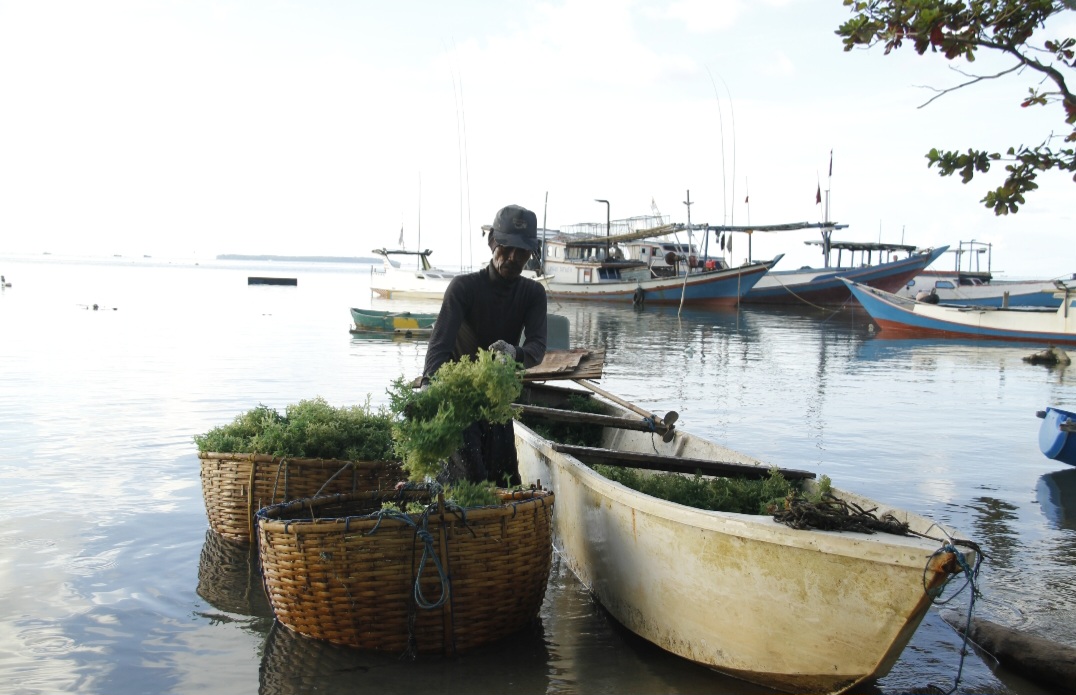 SEGAR: Para nelayan Rumput Laut di Karimunjawa usai melakukan pemanenan dan akan dibawa ke tempat penimbangan