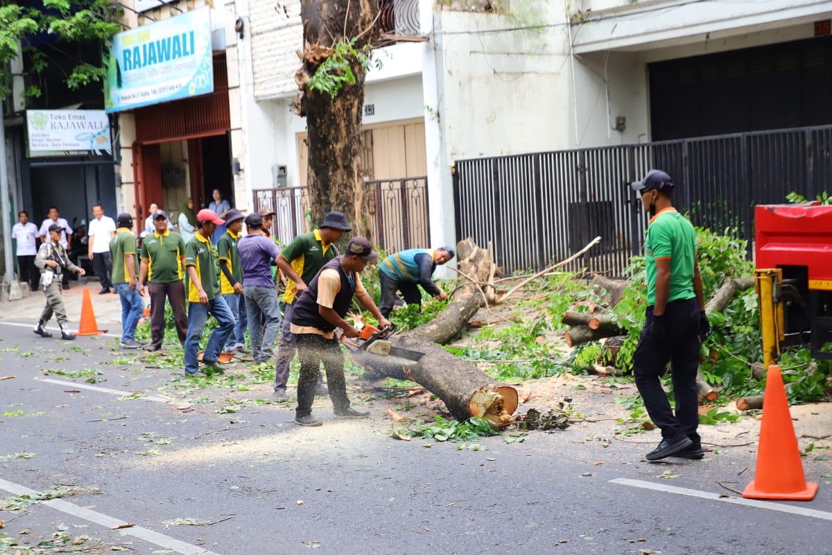 ANTISIPASI: Sejumlah petugas melakukan perimbasan pohon di Jalan Pemuda, Kudus.