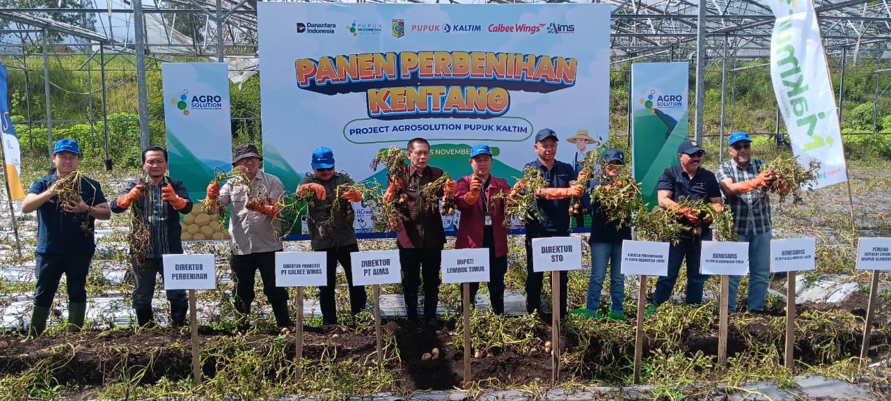 Panen perbenihan kentang di Desa Sajang, Kecamatan Sembalun, Kabupaten Lombok Barat, NTB