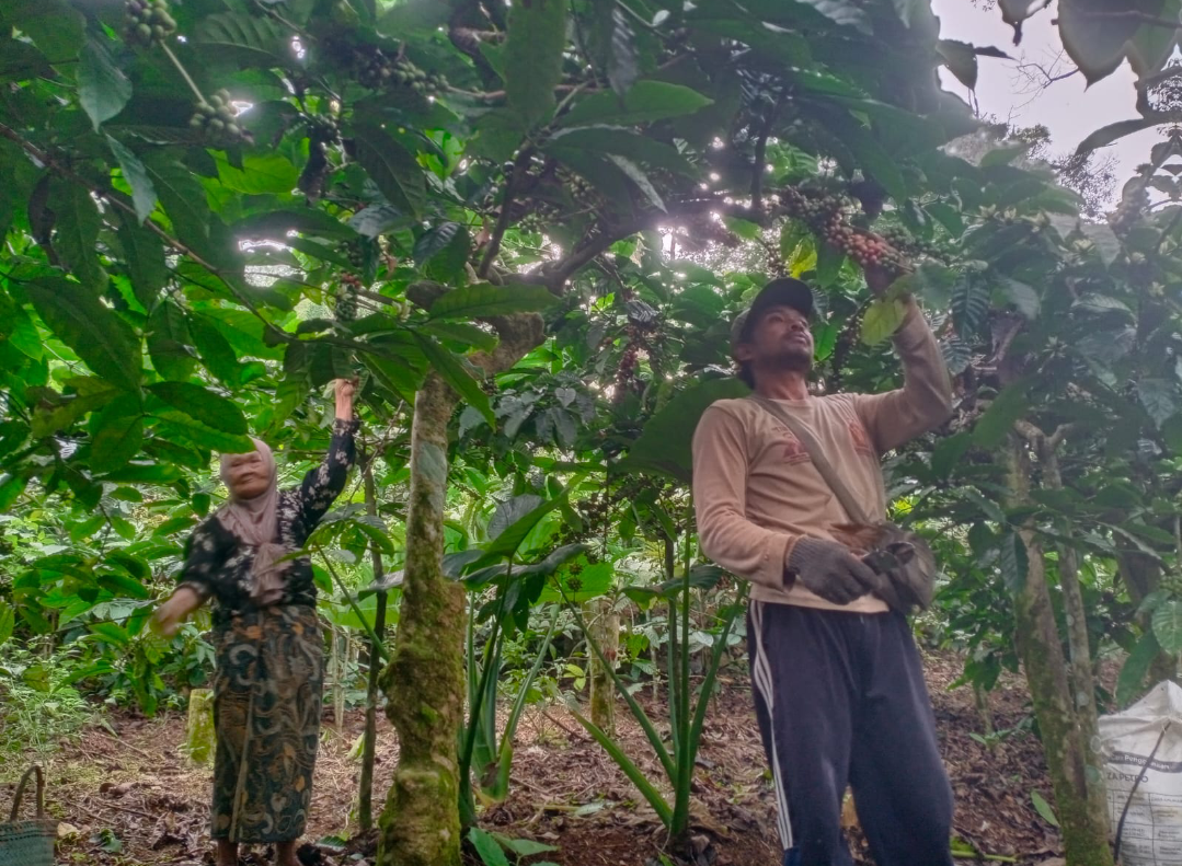 PANEN KOPI: Petani kopi di Desa Japan sedang memetik kopi yang telah matang di perkebunan kopi yang digarapnya, belum lama ini. (ANDIKA TRISNA SAPUTRA/RADAR KUDUS)
