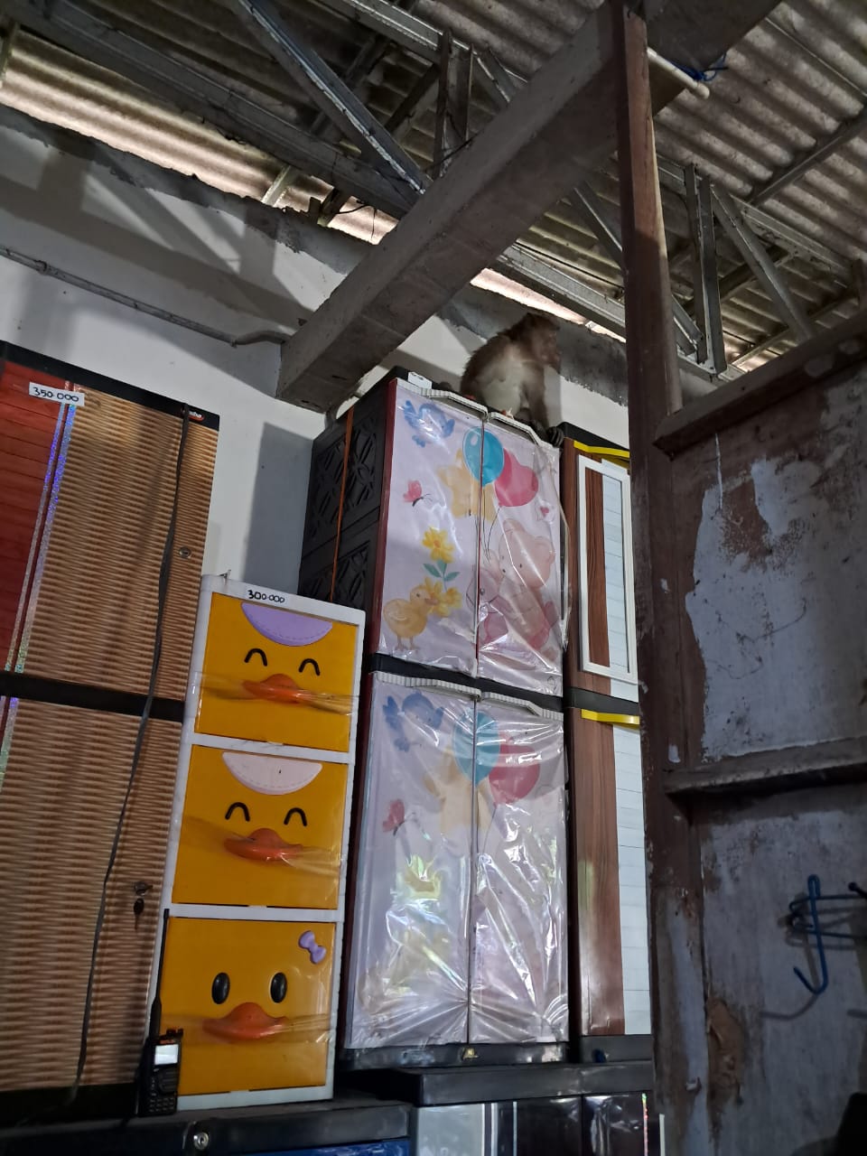 MENGGANGGU: Kera liar yang masuk ke rumah warga Desa Ngrandah Kecamatan Toroh.