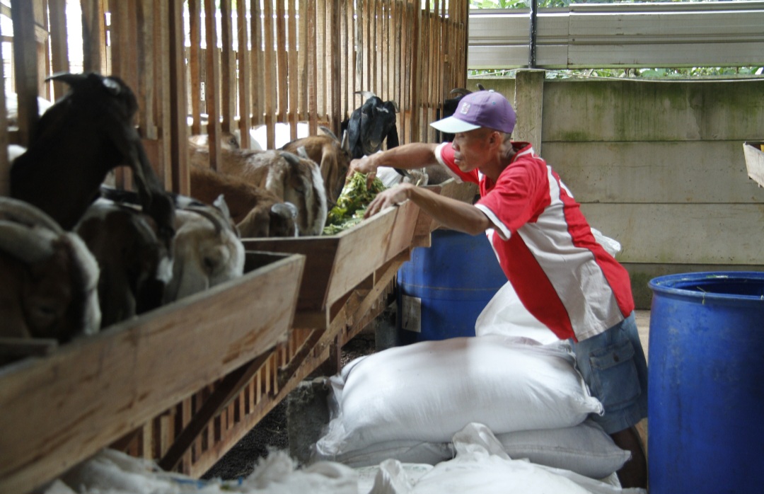 BERKELAS: Salah satu pengelola di Paleboer Gatra Farm tengah memberi makan kambing.