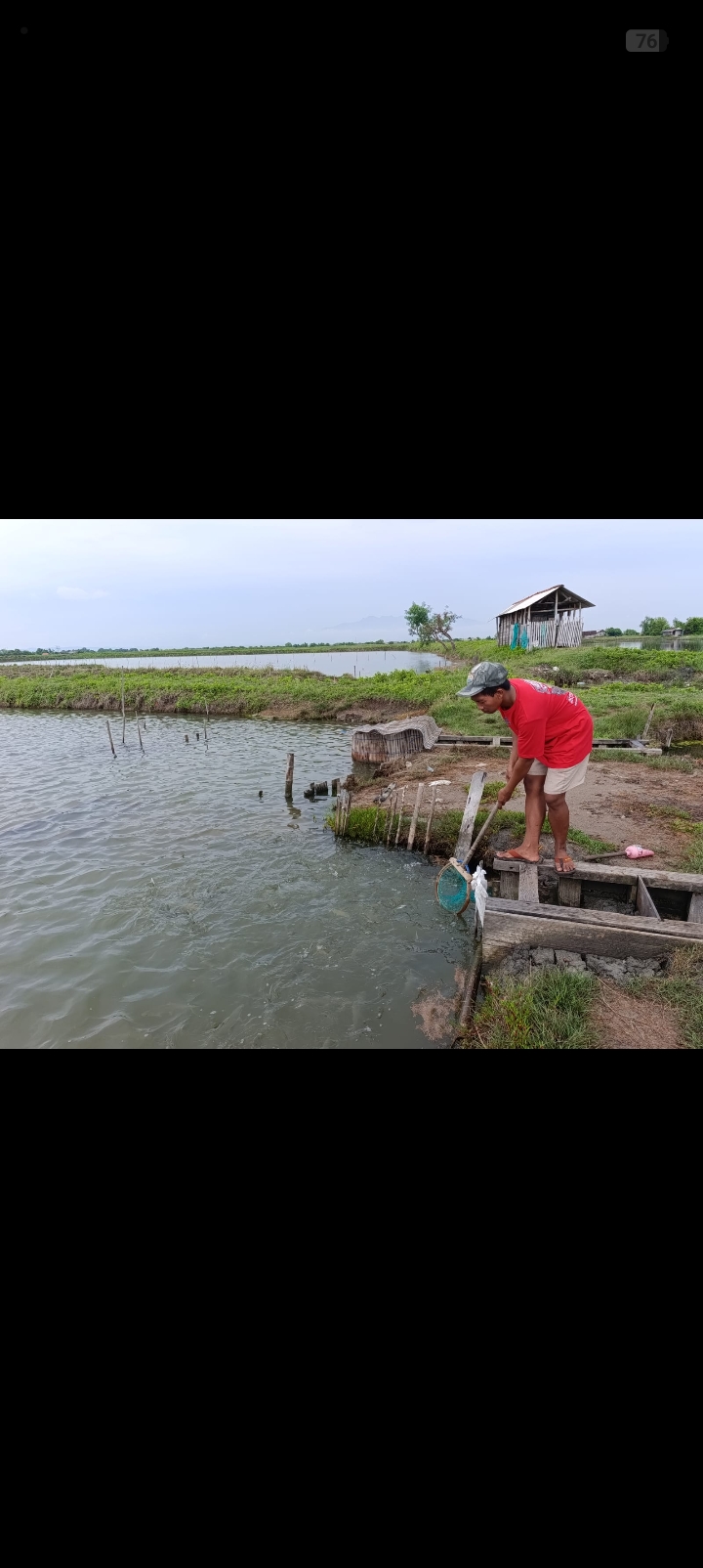 DISIAPKAN: Warga Desa Bakaranwetan mempersiapkan tradisi berkat bandeng di tambak setempat kemarin.