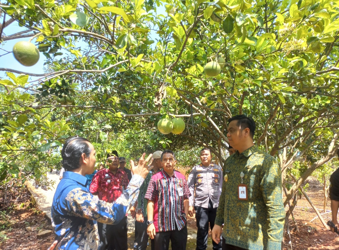 ASRI: Bupati Jepara Witiarso Utomo meninjau kebun buah di BBC Park Mojo pada Selasa (18/11).