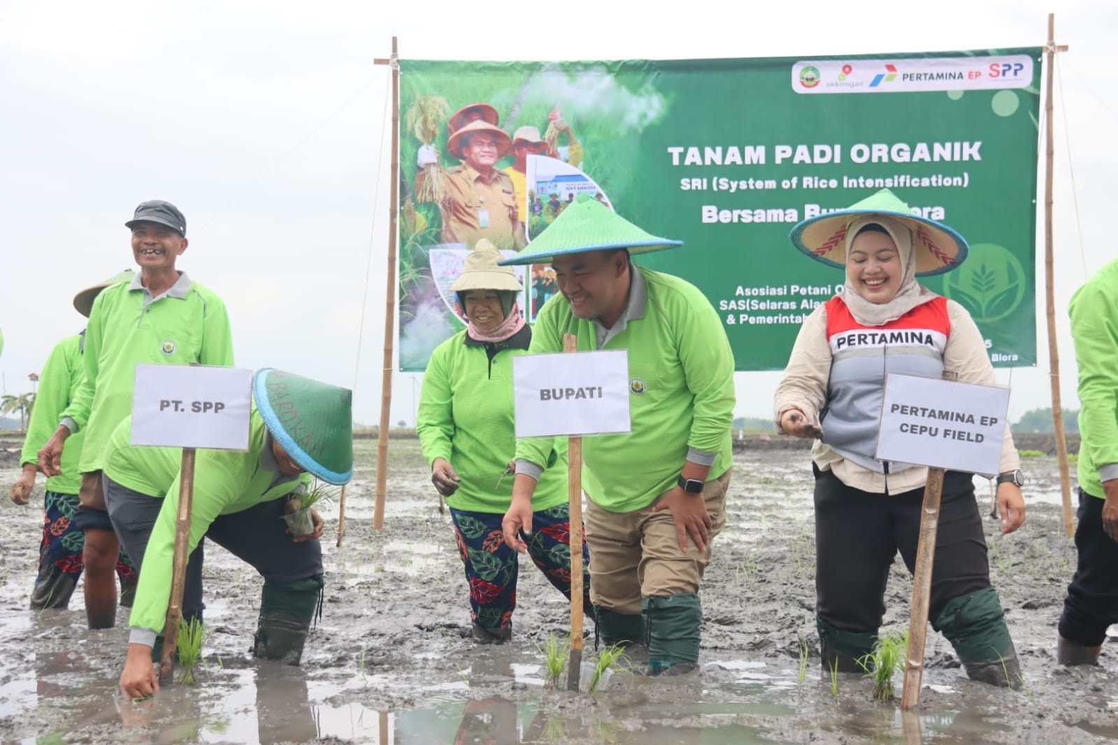 PENANAMAN: Bupati Blora Arief Rohman menanam padi bersama dengan CSR Pertamina EP Field Cepu di Desa Sumber, Kradenan Blora