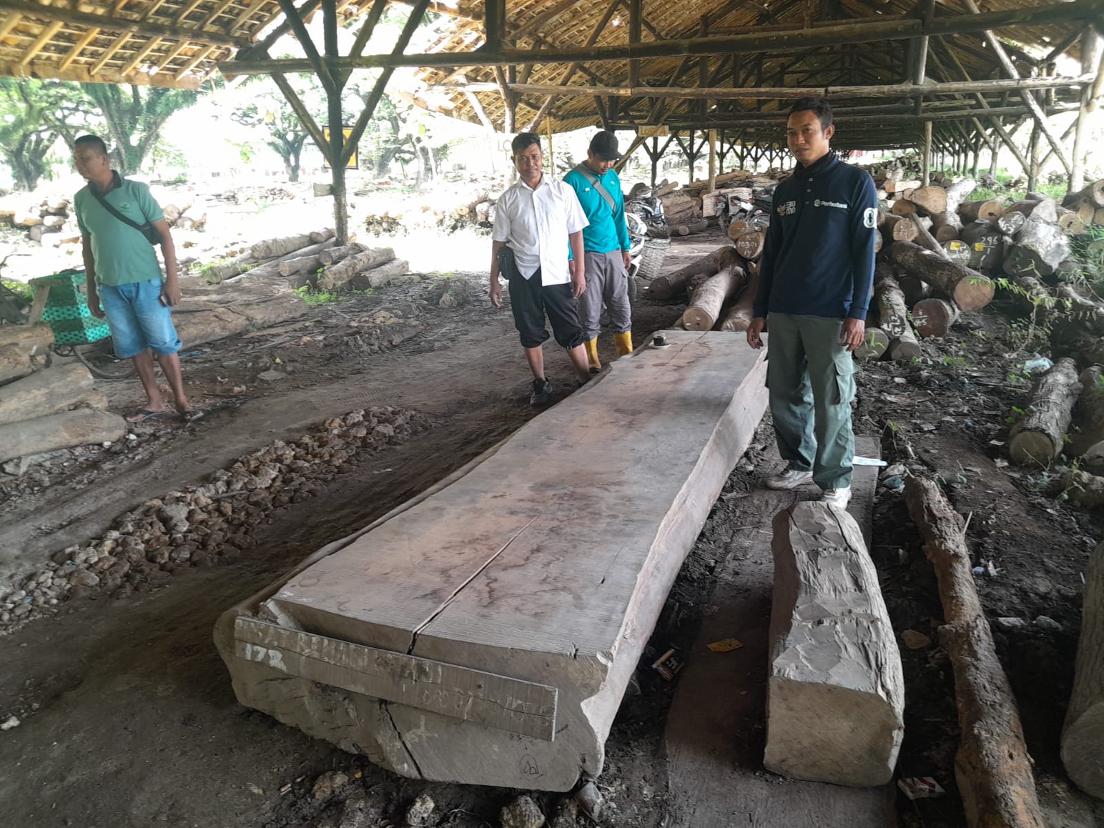 TUNJUKAN KAYU &ndash; Petugas KPH Purwodadi menunjukan kayu jati yang disebut sebagai barang bukti sensitive dan dikaitkan dengan monument Tunggak Bersemi.
