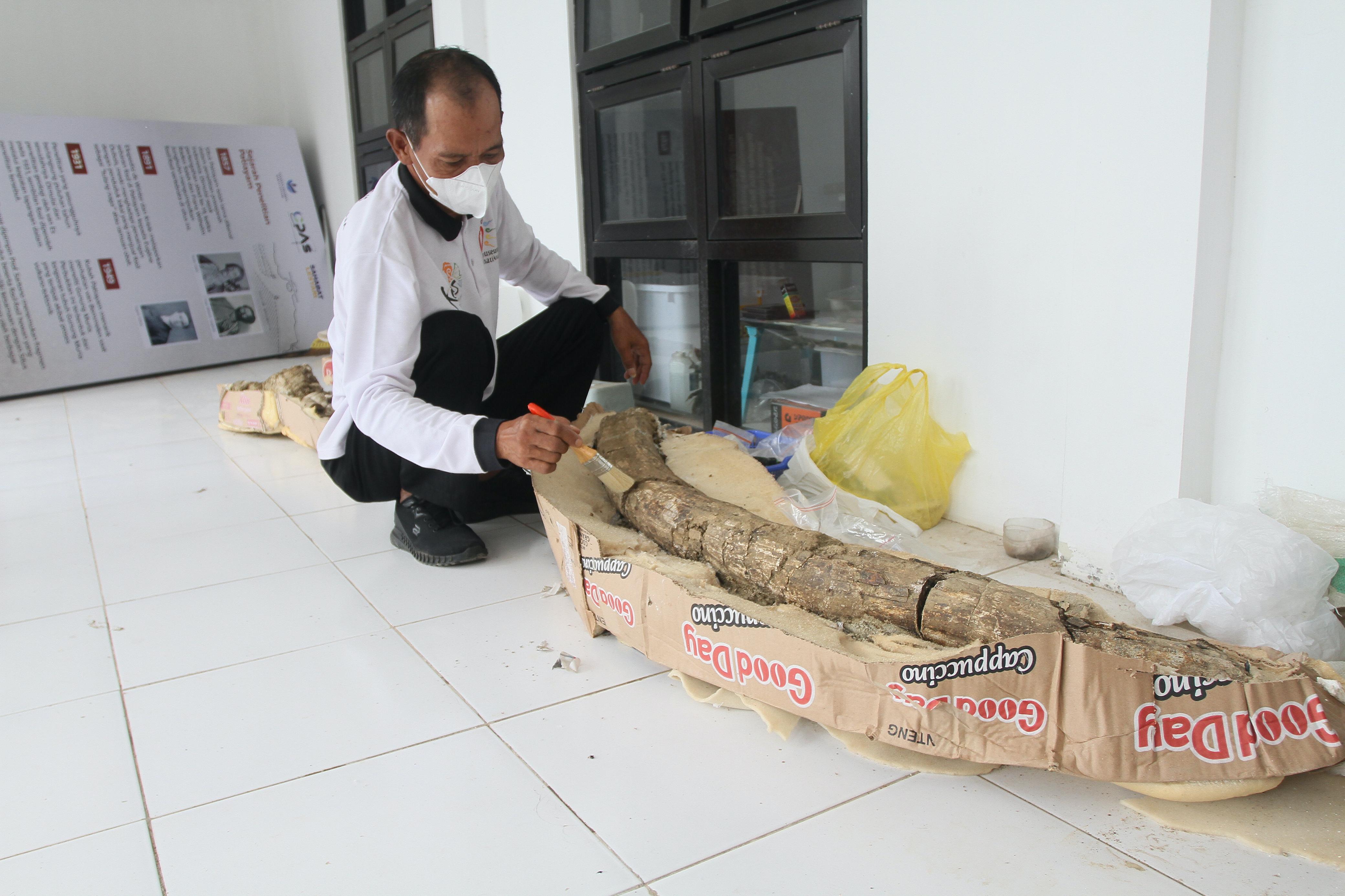 TEMUAN BARU: Pekerja membersihkan fosil gading gajah purba di Museum Patiayam.