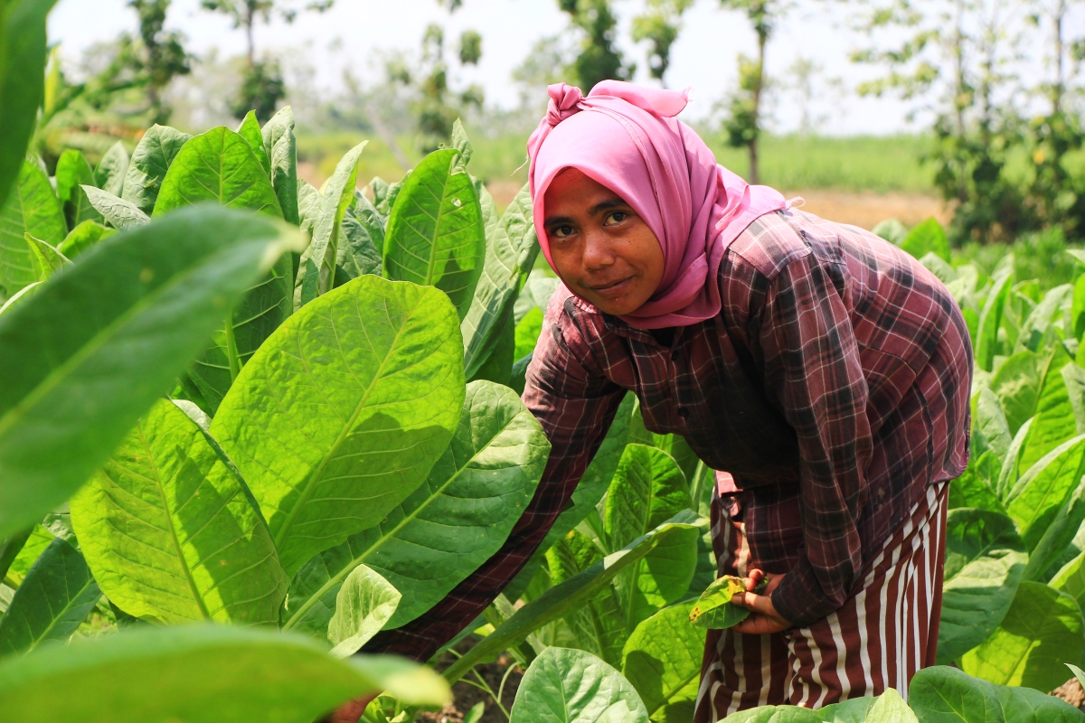 PANEN:Seorang petani memanen daun tembakau di Desa Karangharjo, Kecamatan Sulang, Kabupaten Rembang.