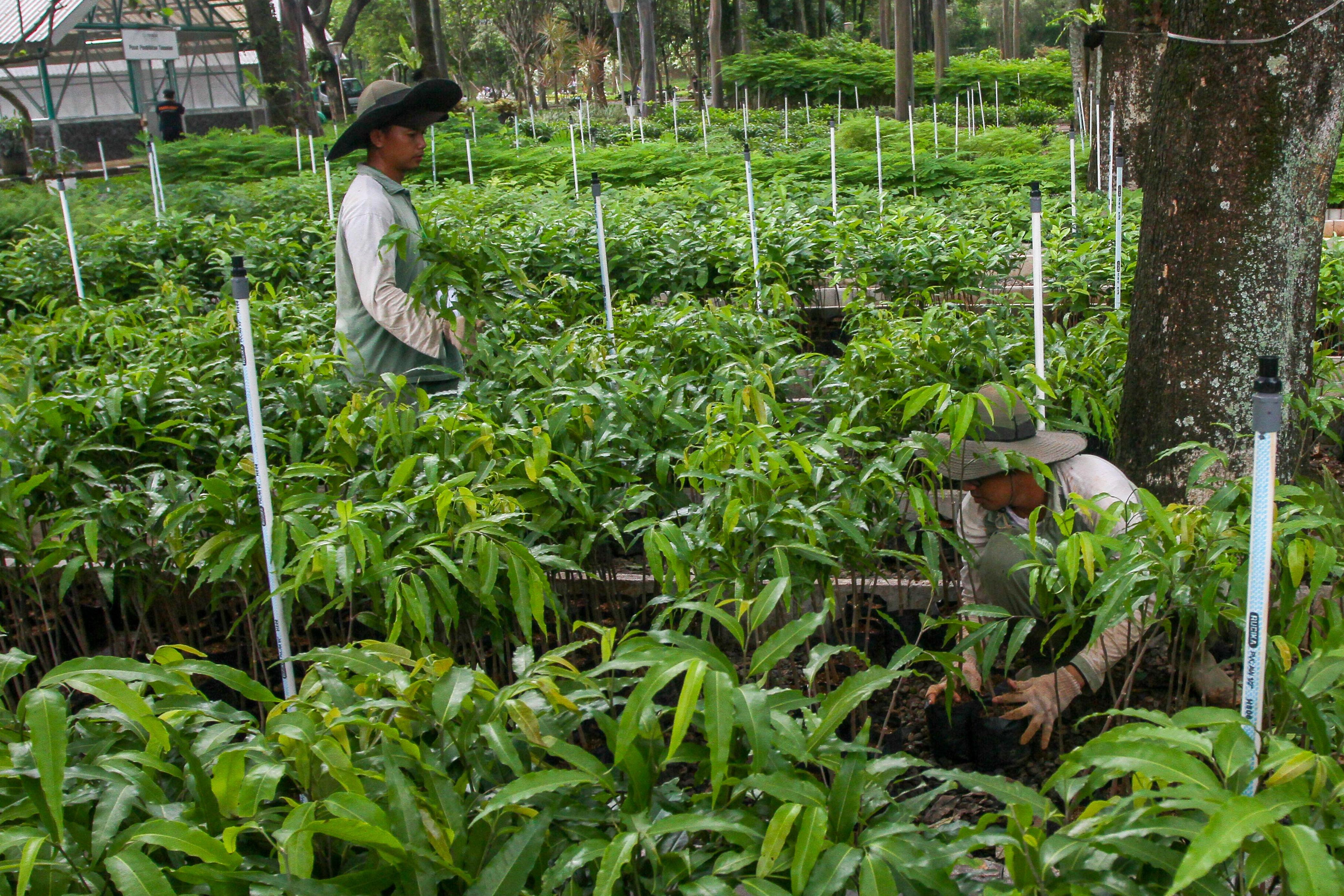 UNTUK PENGHIJAUN: Petugas menata bibit tanaman yang akan didistribusikan ke masyarakat dan program penghijauan.