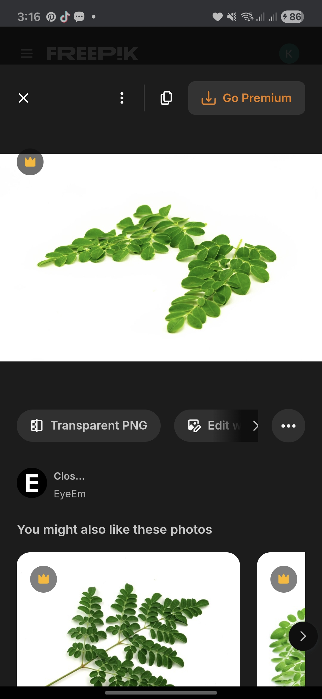 Daun Kelor