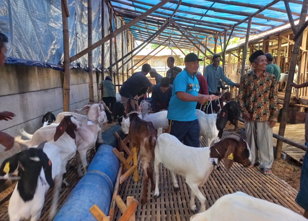 SUMRINGAH: Para warga tampak senang mendapatkan bantuan kambing boer.