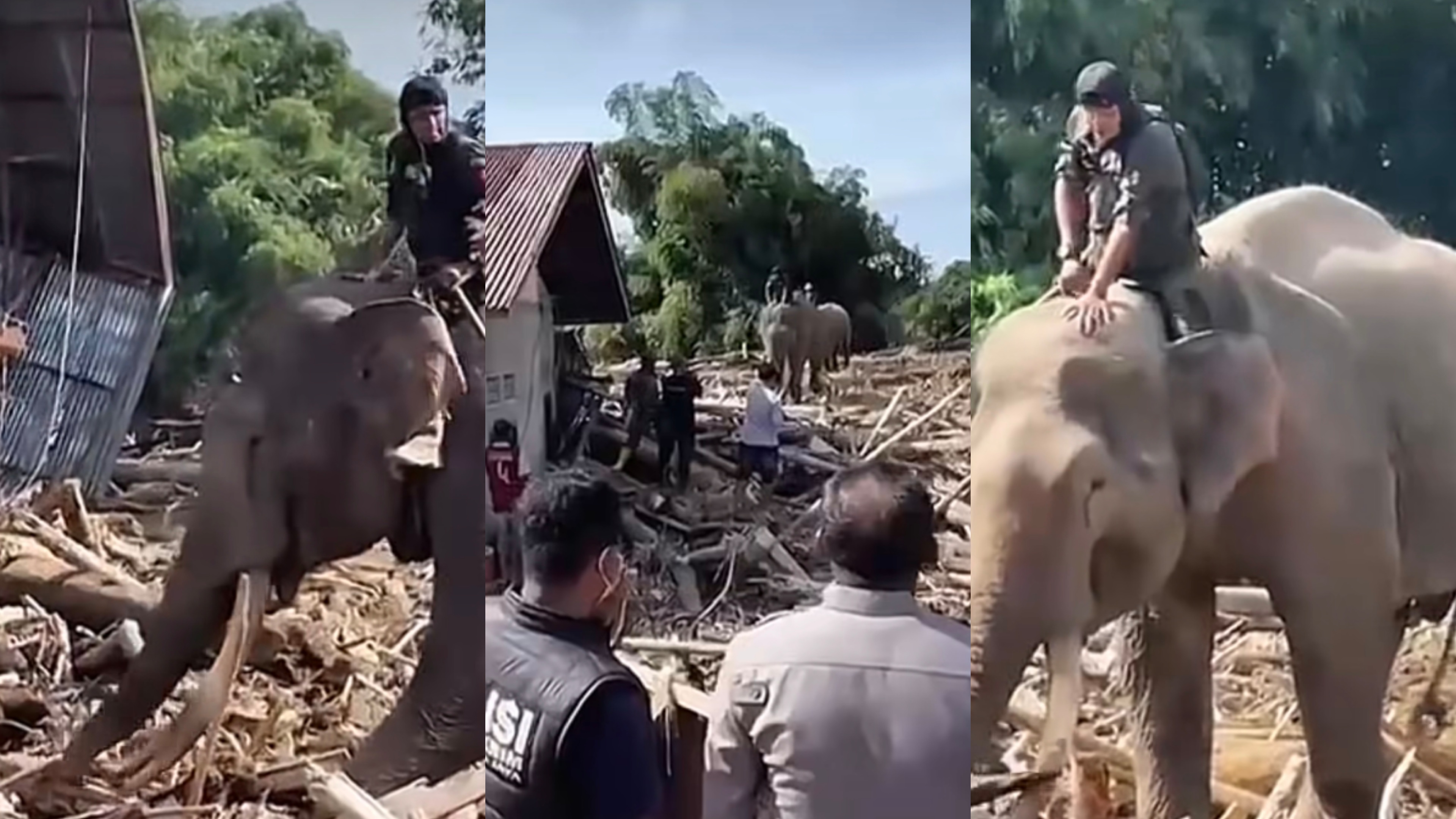 4 gajah Bantu Bersihkan Tumpukan Kayu