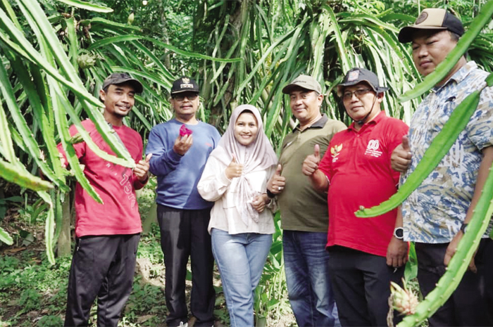 POTENSI DAERAH: Bupati Rembang Harno mengecek kebun buah naga di Trenggulunan, Pancur yang akhir tahun ini mulai panen.