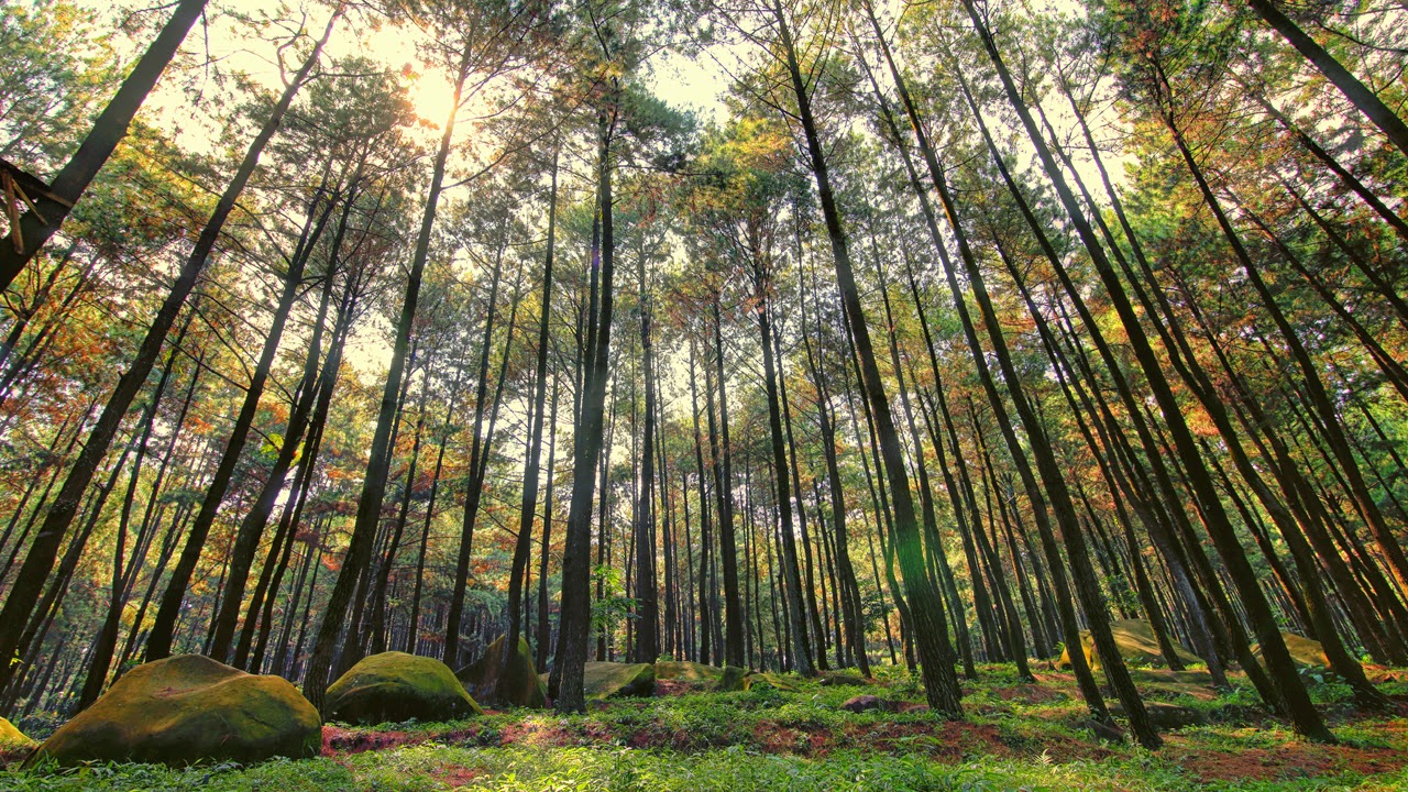 Hutan Pinus Gunung Pancar Area Belakang