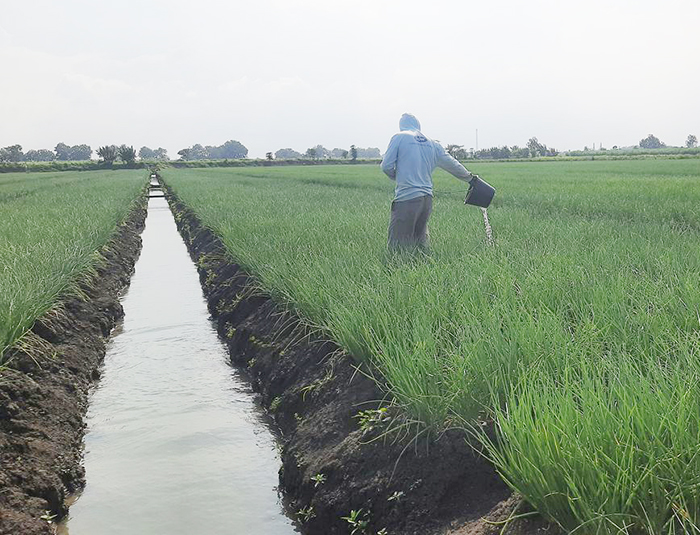 Petani di Desa Ngurenrejo, Kecamatan Wedarijaksa, Kabupaten Pati menyiram bawang merah miliknya, Rabu (17/12/2025)